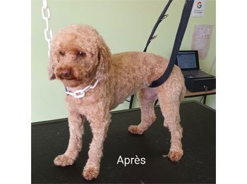 Caniche après