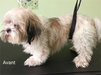 Shih tzu avant