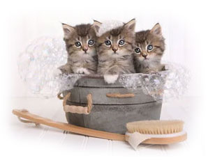Toilettage pour le chat