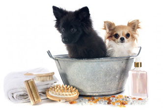 Toilettage pour le chien